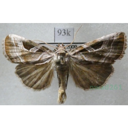 Eucarta virgo (Treitschke, 1835) Najemka dziewica Czech93k